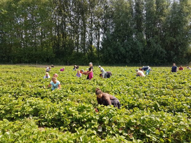 Fruit picking at Place farm